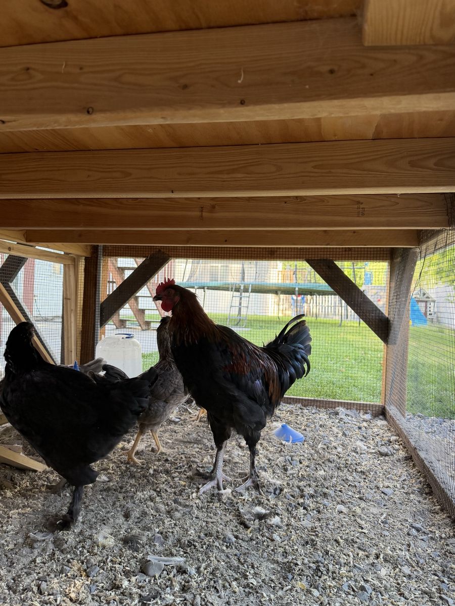 Copper Maran Rooster