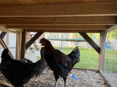 Copper Maran Rooster