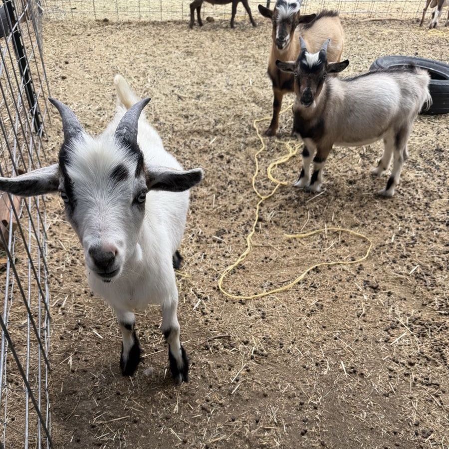 Nigerian dwarf buckling wether