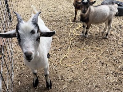 Nigerian dwarf buckling wether