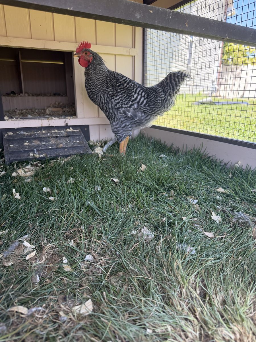 Barred Rock Rooster