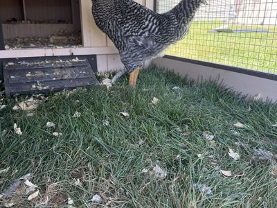 Barred Rock Rooster