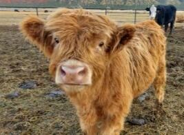 Highland Bull Calf
