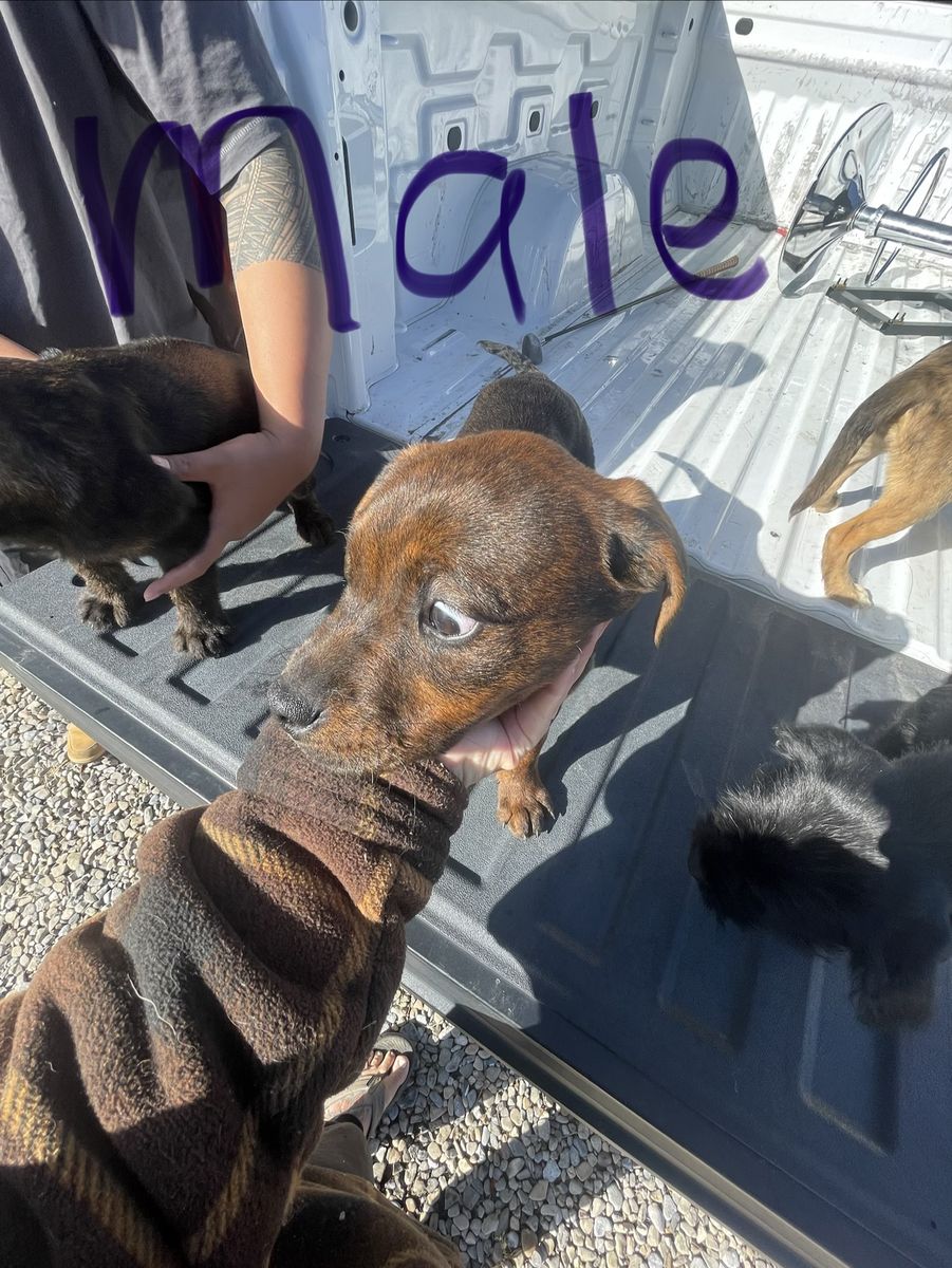 Adorable Puppies