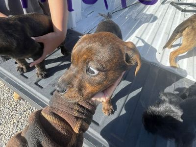Adorable Puppies