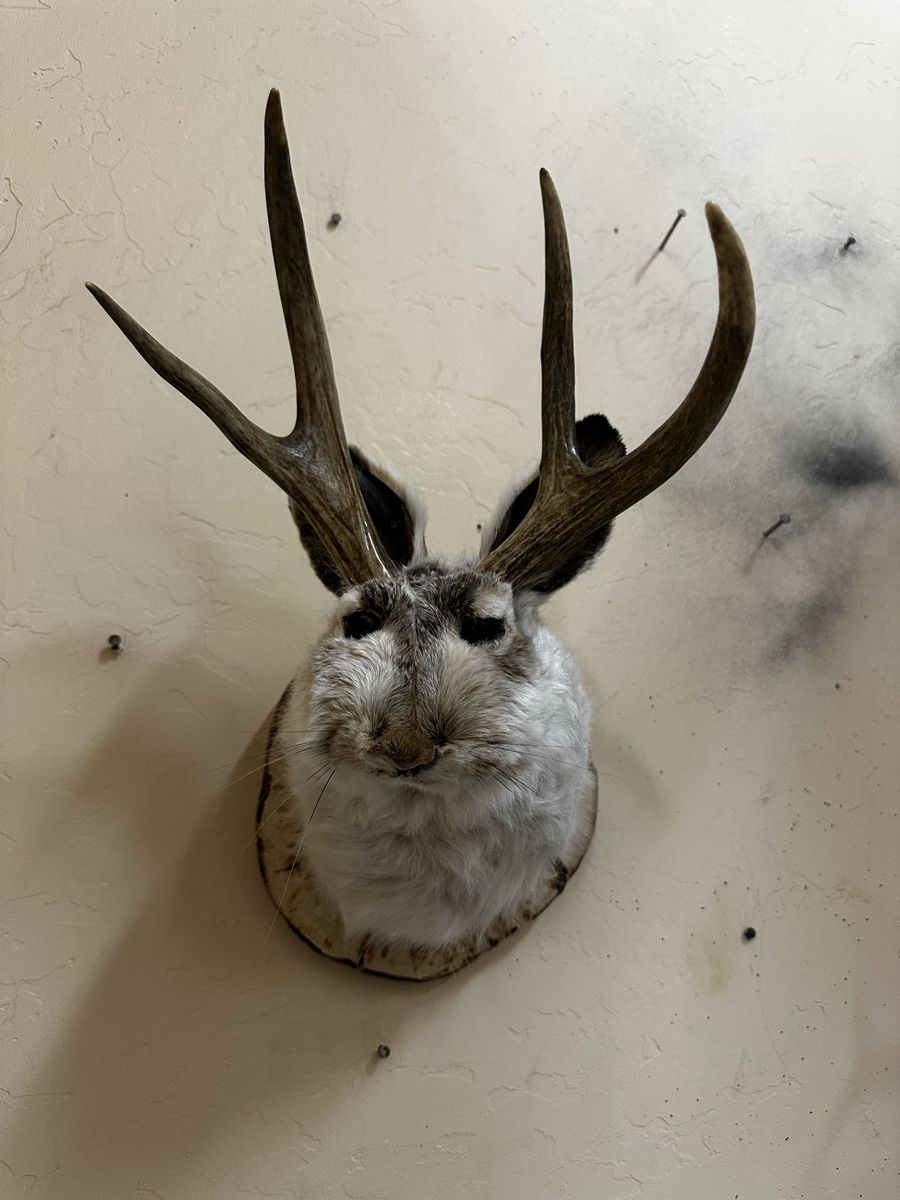 Jackalopes