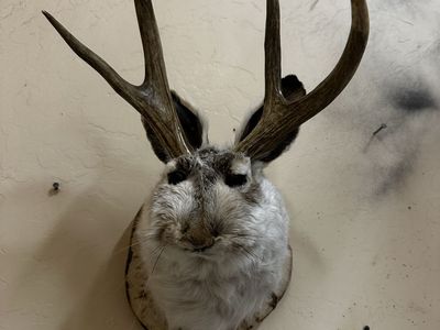 Jackalopes