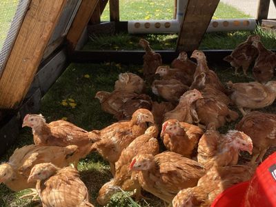 Pastured Chicken