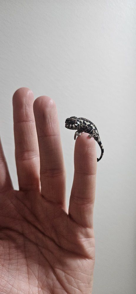 baby yellow crested jacksons chameleons 