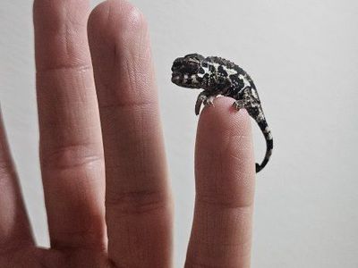 baby yellow crested jacksons chameleons