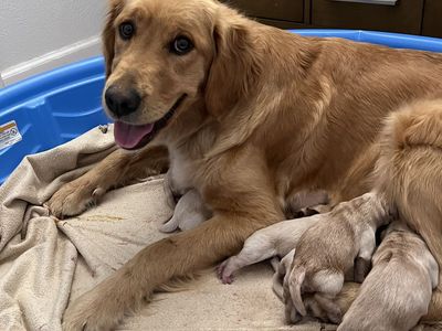 AKC Golden Retriever Puppies - Health Tested Parents