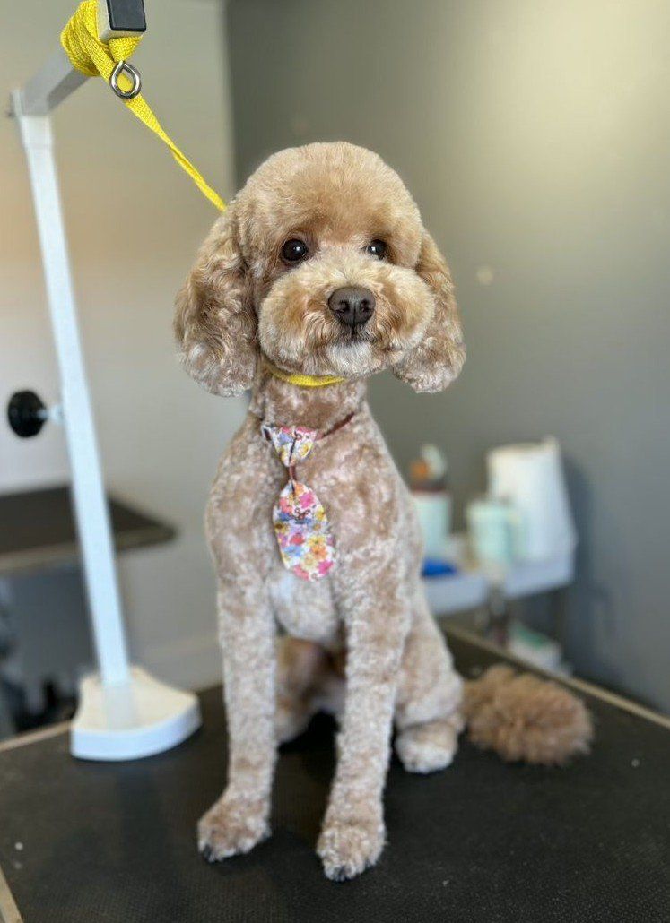 Goldendoodle Stud (Clear)