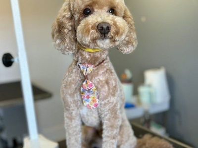 Goldendoodle Stud (Clear)