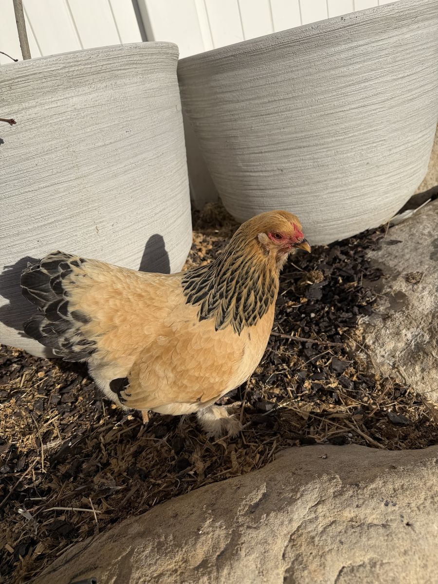 buff Brahma bantams