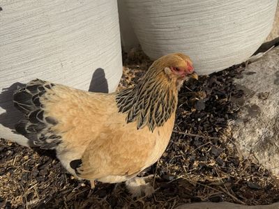buff Brahma bantams