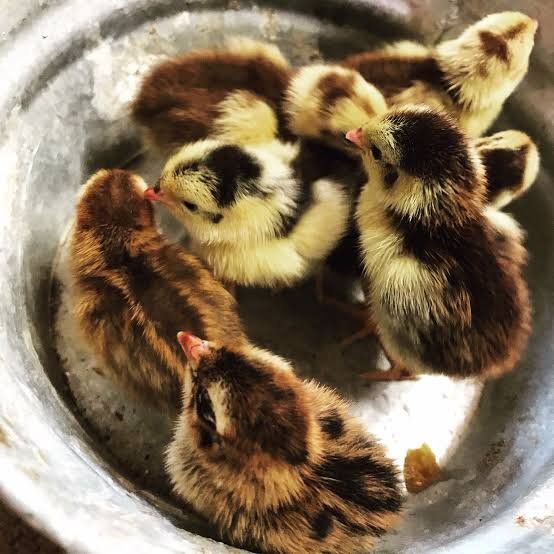 cellidon coturnix quail chick's