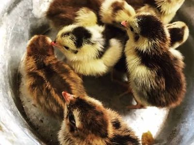 cellidon coturnix quail chick's