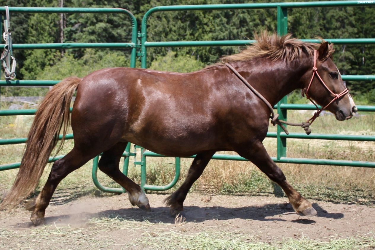 Sport pony prospect!