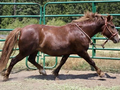 Sport pony prospect!