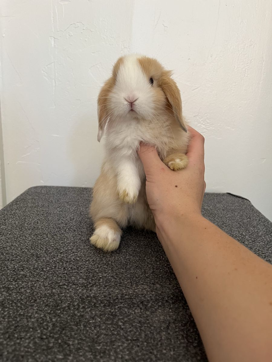 Pedigree Holland Lop Doe