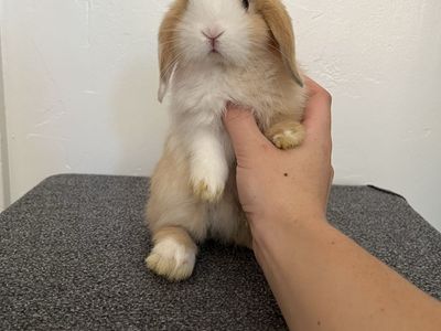 Pedigree Holland Lop Doe