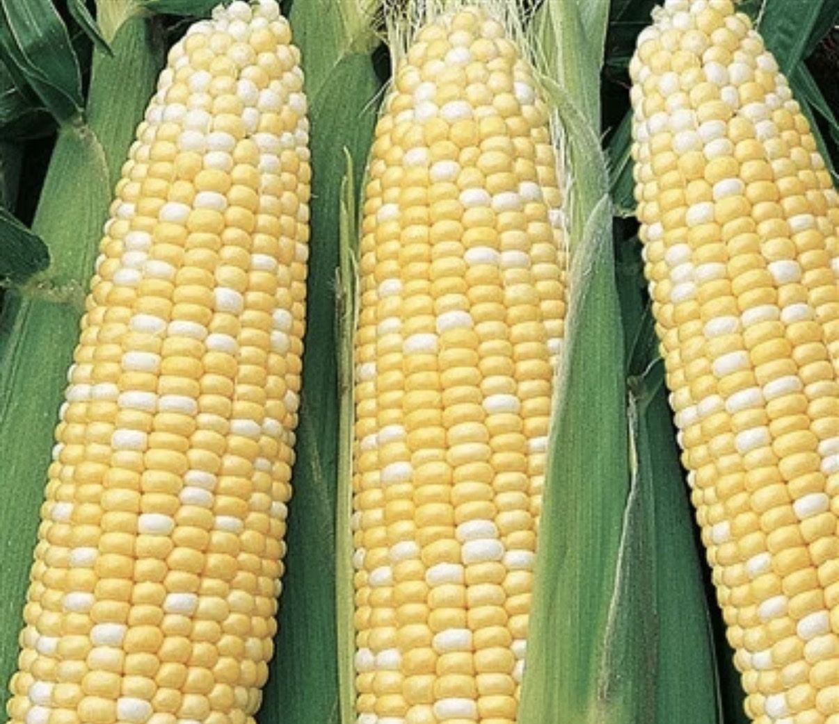 U-Pick Delicious Utah Sweet Corn