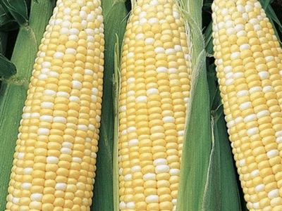 U-Pick Delicious Utah Sweet Corn