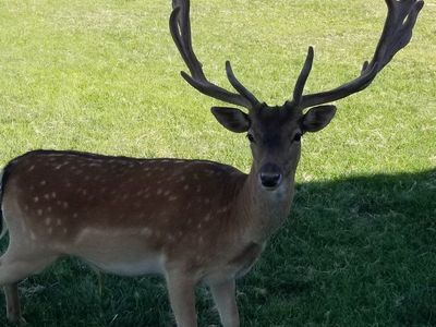 Fallow Deer