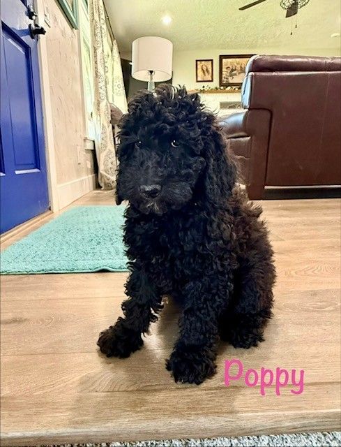 PRICE REDUCED! Purebred black mini poodle girl