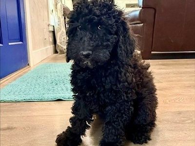 PRICE REDUCED! Purebred black mini poodle girl