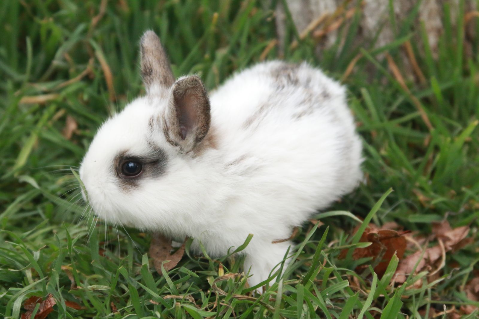 Baby Bunnies / Rabbits