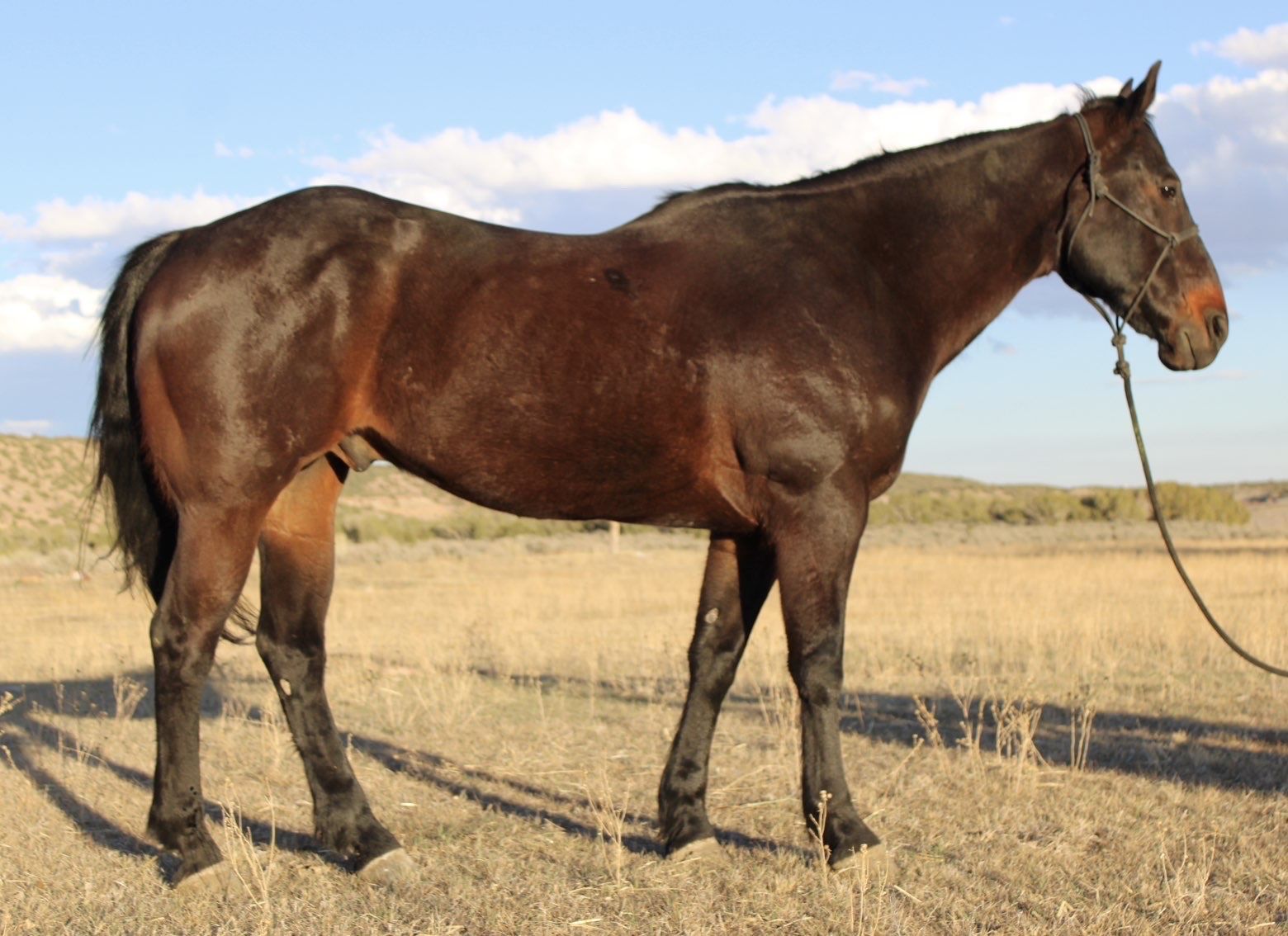 Thor 10 Year Old Gelding