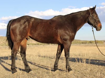 Thor 10 Year Old Gelding