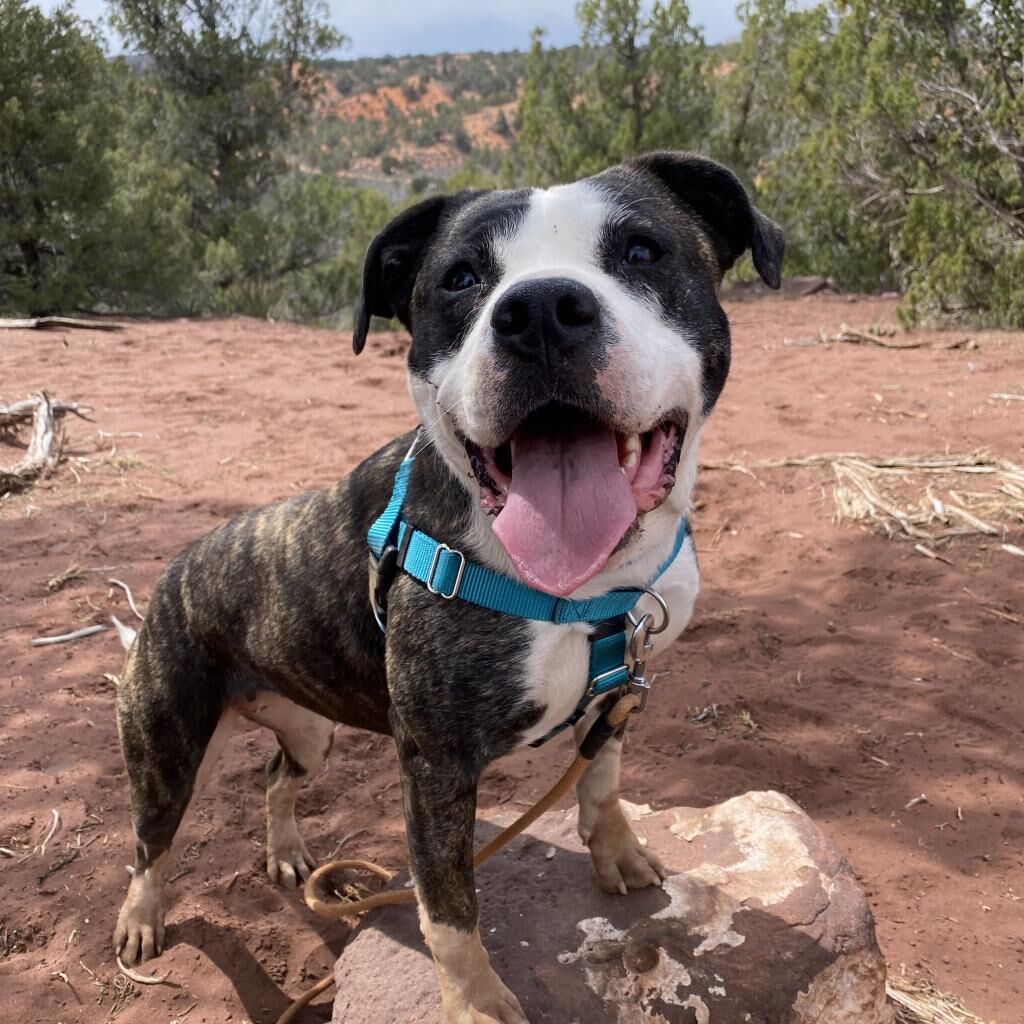 Hello my name is Hattie