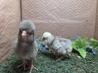 Polish Chicks