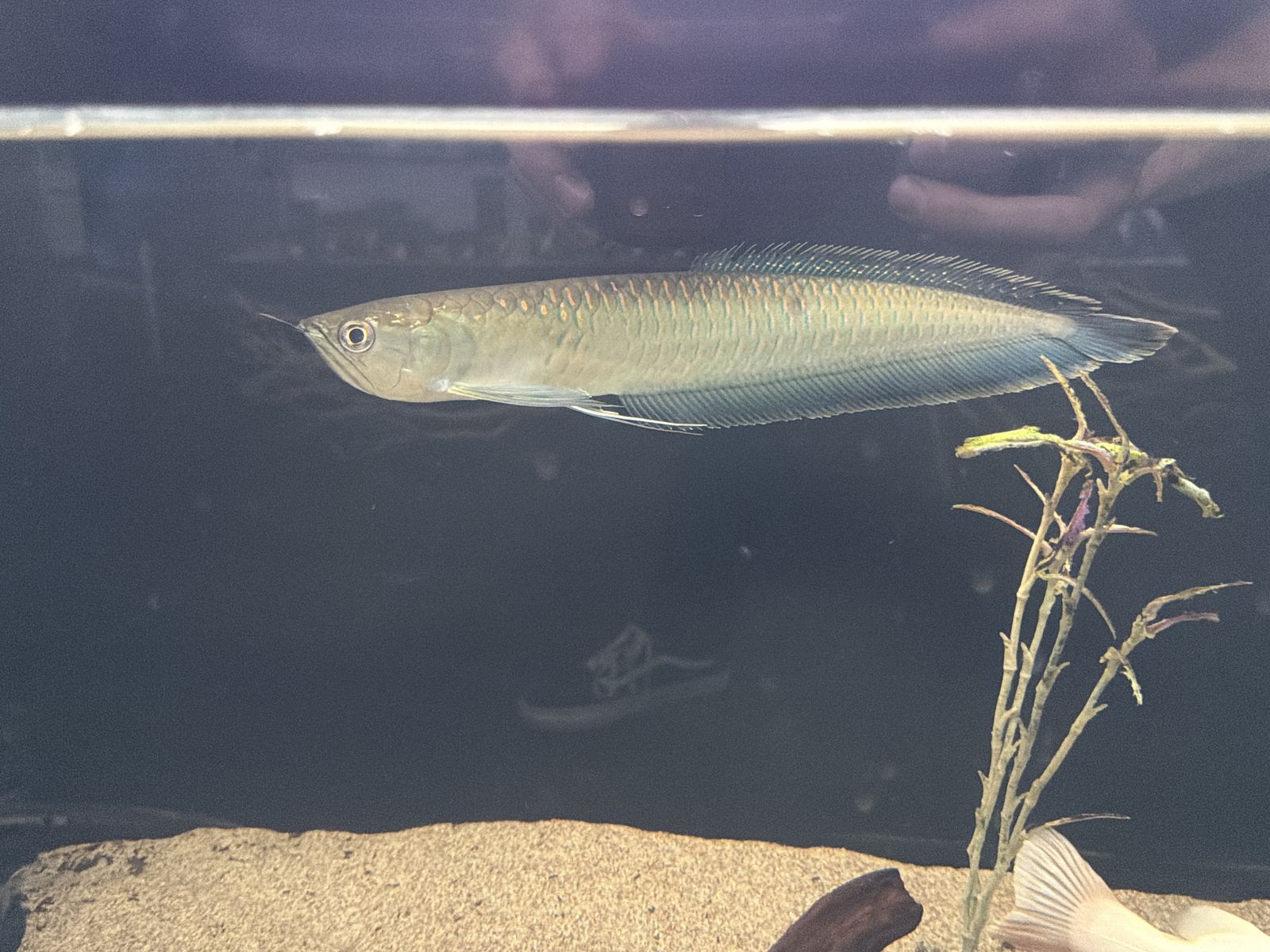 Black Arowana