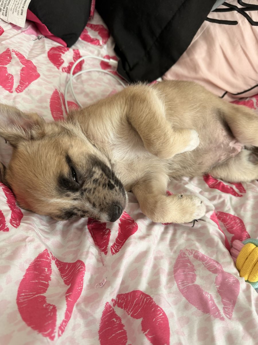 Adorable 3 Month Old Puppy
