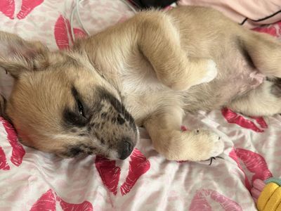 Adorable 3 Month Old Puppy