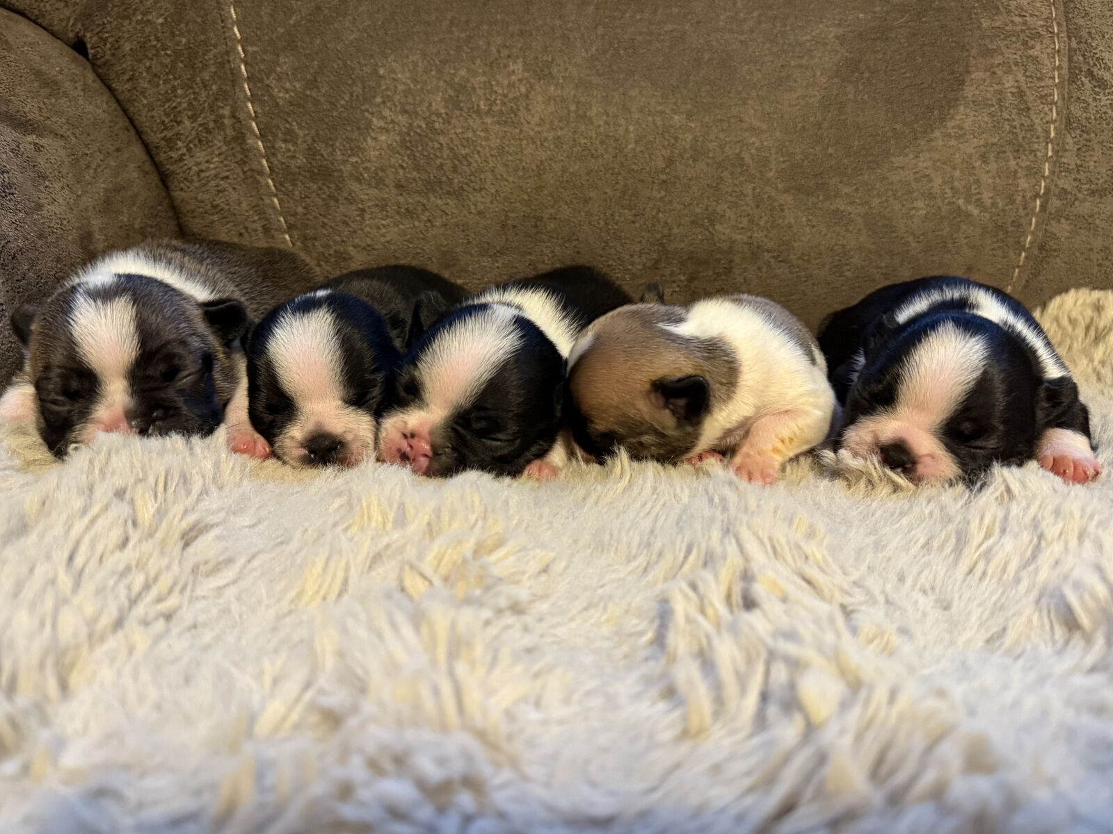 AKC Frenchie Male Puppies