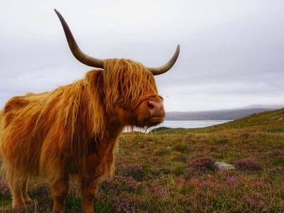 Yard Sale/Moving Sale