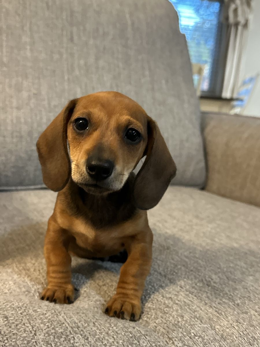 Purebred Mini Dachshund Puppy Male