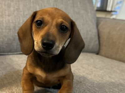 Purebred Mini Dachshund Puppy Male