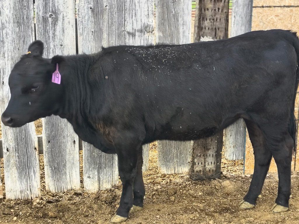 Black Angus Heifers