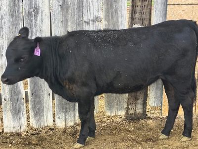 Black Angus Heifers