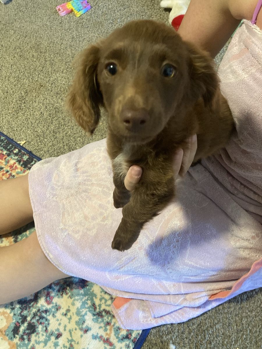 Mini Pure Bred Female Dachshund 