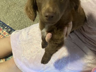 Mini Pure Bred Female Dachshund