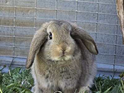 Holland Lop Mix (doe)