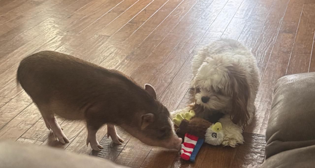 7 month old female micro pig with accessories $1500 OBO