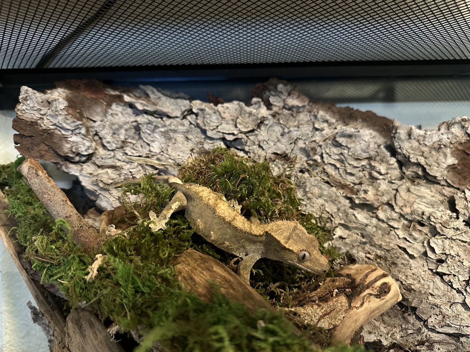 Crested Gecko