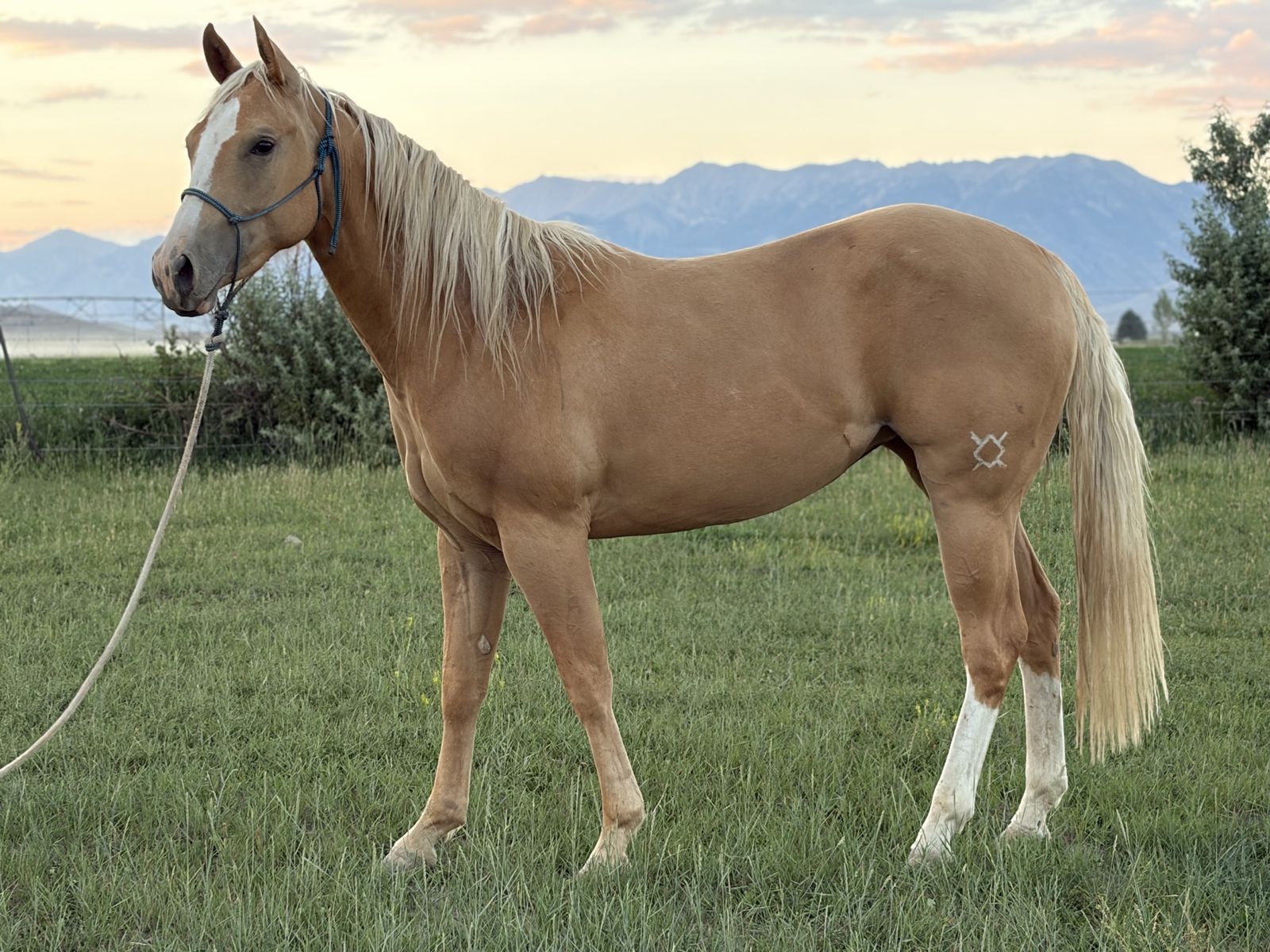APHA 2 Y/o Filly